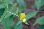 Arrowhead rattlebox