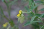 Arrowhead rattlebox