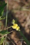 Arrowhead rattlebox