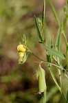 Arrowhead rattlebox