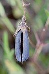 Arrowhead rattlebox