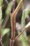 Arrowhead rattlebox