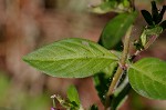 Colombian waxweed