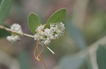 Dodder