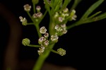 Marsh parsley