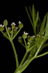 Marsh parsley