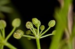 Marsh parsley