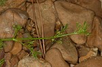 Marsh parsley