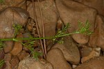 Marsh parsley