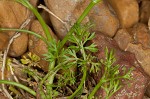 Marsh parsley