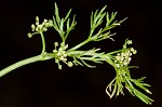 Marsh parsley