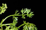 Marsh parsley