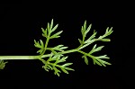 Marsh parsley