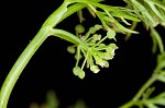 Marsh parsley