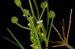 Marsh parsley