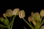 Marsh parsley