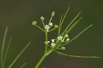 Marsh parsley