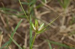 Poorland flatsedge