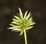 Baldwin's flatsedge