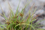 Coastal plain flatsedge