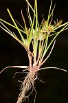 Coastal plain flatsedge