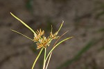 Coastal plain flatsedge