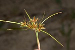 Coastal plain flatsedge