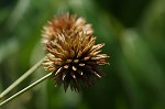 Globe flatsedge