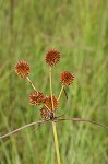 Globe flatsedge