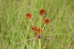 Globe flatsedge