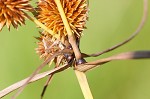 Globe flatsedge