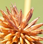 Globe flatsedge