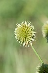 Globe flatsedge