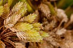 Woodrush flatsedge