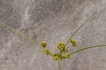 Woodrush flatsedge