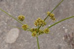 Woodrush flatsedge