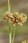 Woodrush flatsedge