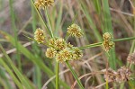 Woodrush flatsedge