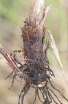 Woodrush flatsedge