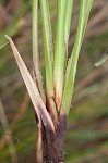 Woodrush flatsedge