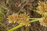 Redroot flatsedge