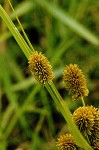 Ovateleaf flatsedge