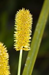 Ovateleaf flatsedge