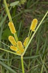 Ovateleaf flatsedge