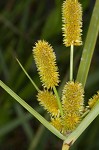 Ovateleaf flatsedge