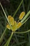 Ovateleaf flatsedge