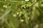 Marsh flatsedge