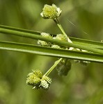 Marsh flatsedge