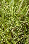 Marsh flatsedge