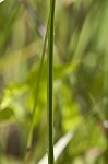 Marsh flatsedge